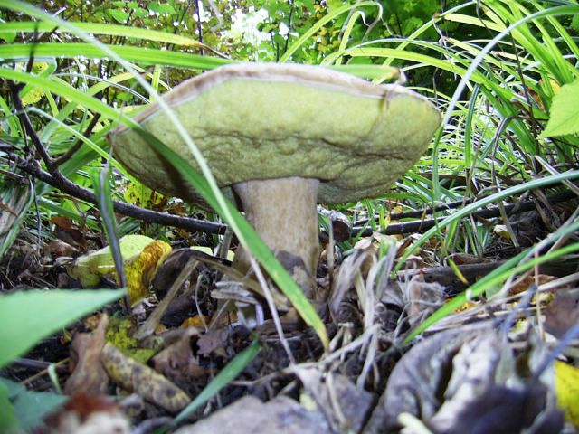 белый гриб - царь грибов