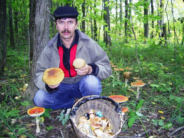 мухоморы и белые грибы